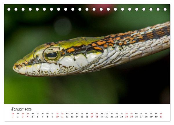 Produktbild: Mythos Schlangen (Tischkalender 2026 DIN A5 quer), CALVENDO Monatskalender