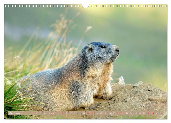 Produktbild: Alpenmurmeltiere in freier Wildbahn (Wandkalender 2026 DIN A3 quer), CALVENDO Monatskalender