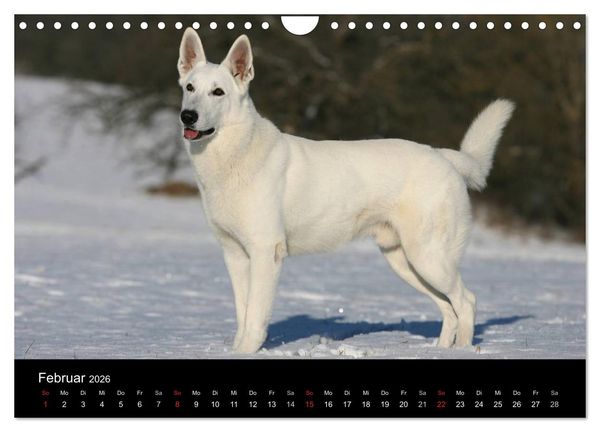 Produktbild: Mit dem Deutschen Sch&auml;ferhund durch's Jahr (Wandkalender 2026 DIN A4 quer), CALVENDO Monatskalender