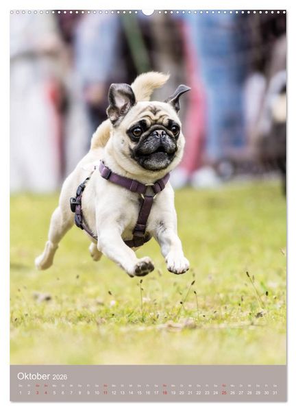 Produktbild: Mops-Rennen (hochwertiger Premium Wandkalender 2026 DIN A2 hoch), Kunstdruck in Hochglanz