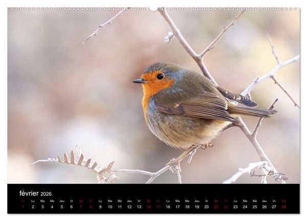 Produktbild: Mon ami le rouge-gorge (Calendrier mural 2026 DIN A2 vertical) calendrier de bureau