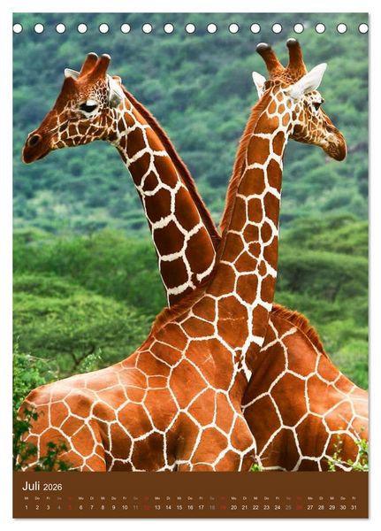 Produktbild: Giraffen (Tischkalender 2026 DIN A5 hoch), CALVENDO Monatskalender