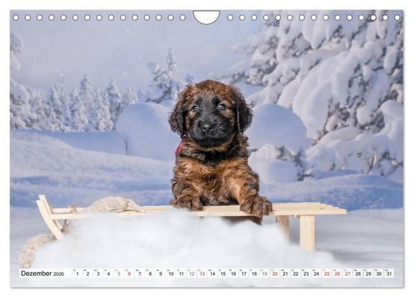 Produktbild: Berger de Brie - Welpen (Wandkalender 2026 DIN A4 quer), CALVENDO Monatskalender