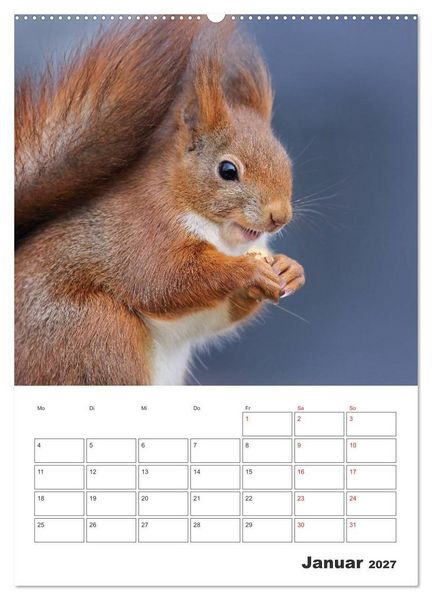 Produktbild: Eichh&ouml;rnchen Luna (Wandkalender 2027 DIN A2 hoch), CALVENDO Monatskalender