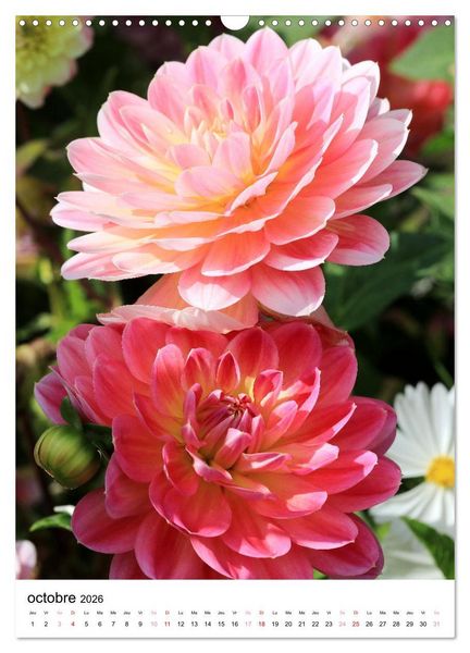 Produktbild: Des beaux dahlias (Calendrier mural 2026 DIN A3 horizontal), CALVENDO calendrier mensuel