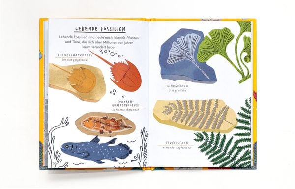 Produktbild: Hallo Fossilien & Muscheln