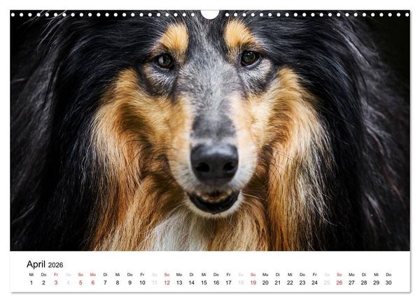Produktbild: Collies 2026 in Kurz- und Langhaar (Wandkalender 2026 DIN A3 quer), CALVENDO Monatskalender