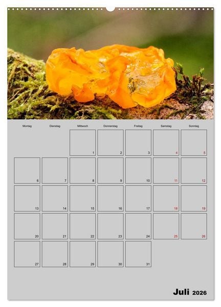 Produktbild: Quer durch die Pilze (hochwertiger Premium Wandkalender 2026 DIN A2 hoch), Kunstdruck in Hochglanz