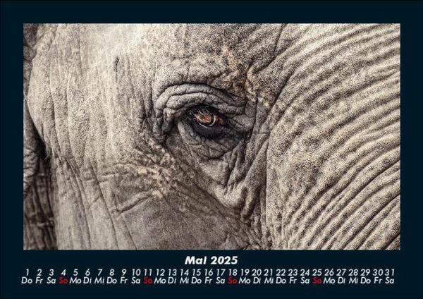 Produktbild: Elefanten - Die sanften Riesen Afrikas 2025 Fotokalender DIN A5