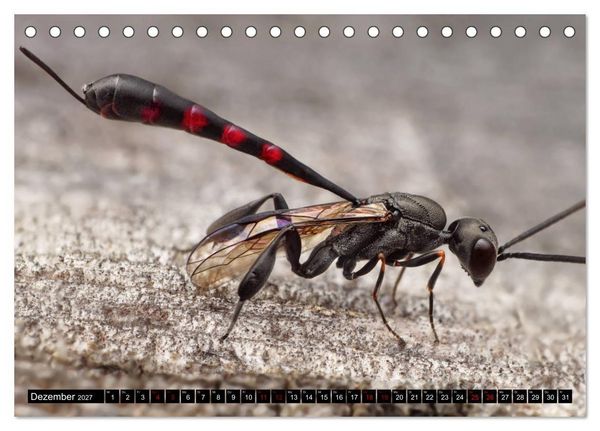 Produktbild: Faszination Makrofotografie: Wespen und Bienen (Tischkalender 2027 DIN A5 quer), CALVENDO Monatskalender
