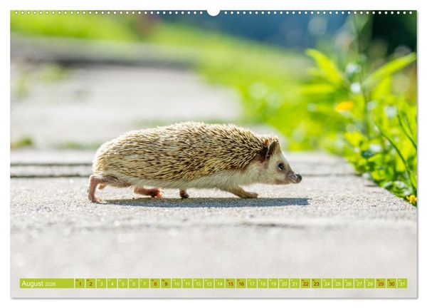 Produktbild: Atelerix - Afrikanische Wei&szlig;bauchigel (hochwertiger Premium Wandkalender 2026 DIN A2 quer), Kunstdruck in Hochglanz
