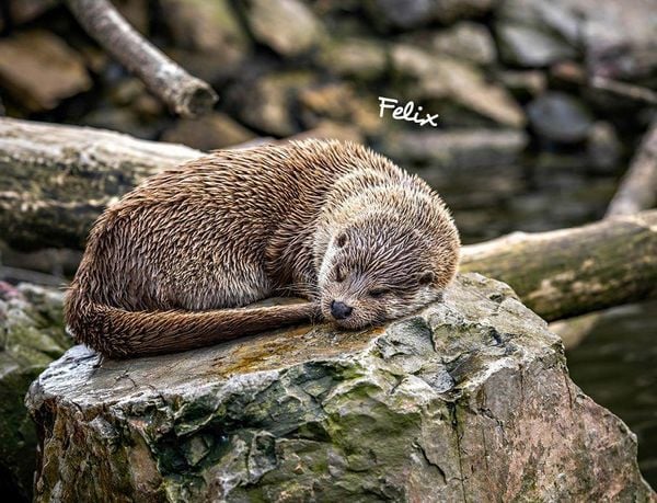 Produktbild: Otter Kalender 2027 Wandkalender Eintragkalender
