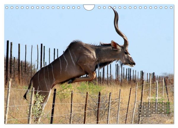 Produktbild: WILDE TIERE IN AKTION (Wandkalender 2027 DIN A4 quer), CALVENDO Monatskalender