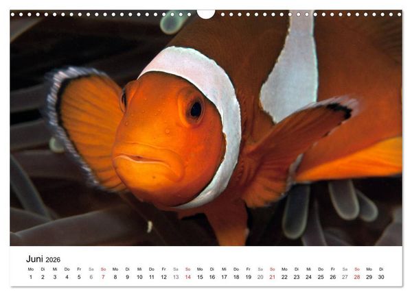 Produktbild: Highlights aus dem Meer - Tauchkalender (Wandkalender 2026 DIN A3 quer), CALVENDO Monatskalender