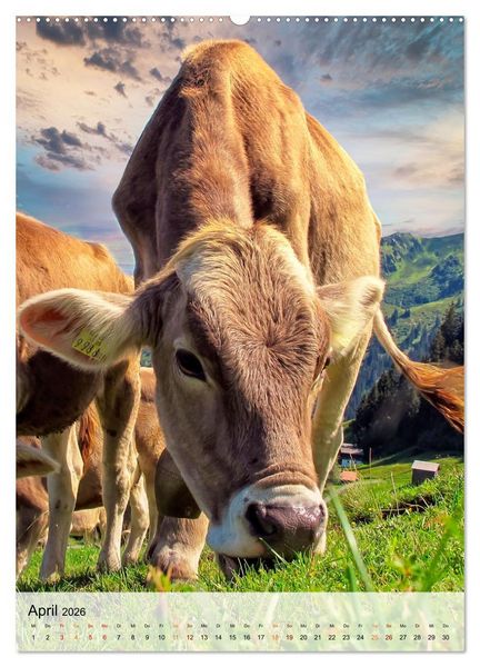 Produktbild: Bergk&uuml;he (hochwertiger Premium Wandkalender 2026 DIN A2 hoch), Kunstdruck in Hochglanz