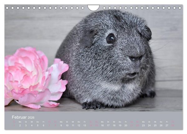 Produktbild: Meerschweinchen Portraits (Wandkalender 2026 DIN A4 quer), CALVENDO Monatskalender