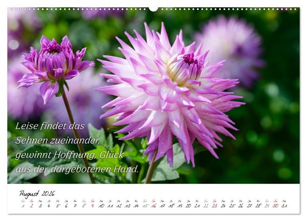 Produktbild: Dahlien Poesie (hochwertiger Premium Wandkalender 2026 DIN A2 quer), Kunstdruck in Hochglanz