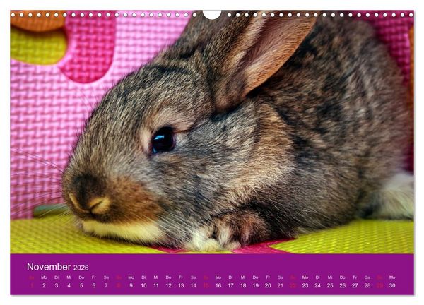 Produktbild: Lustige Kaninchen (Wandkalender 2026 DIN A3 quer), CALVENDO Monatskalender