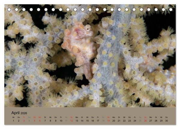 Produktbild: Meerestiere unter der Lupe - Unterwasserkalender (Tischkalender 2026 DIN A5 quer), CALVENDO Monatskalender
