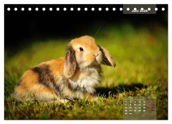 Produktbild: Kaninchen klein und putzig (Tischkalender 2026 DIN A5 quer), CALVENDO Monatskalender