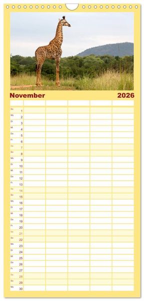 Produktbild: Familienplaner 2026 - Afrikas Tierwelt: Giraffen mit 5 Spalten (Wandkalender, 21 x 45 cm) CALVENDO