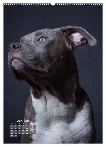 Produktbild: Treue Wegbegleiter, Hunde im Portrait. (Wandkalender 2026 DIN A2 hoch), CALVENDO Monatskalender