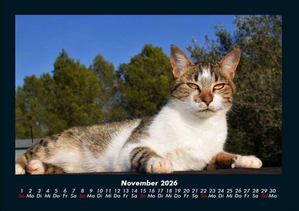 Produktbild: F&uuml;r Katzenfreunde 2026 Fotokalender DIN A4