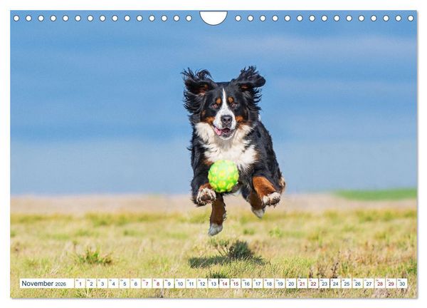 Produktbild: Berner Sennenhund - Ein Traum auf vier Pfoten (Wandkalender 2026 DIN A4 quer), CALVENDO Monatskalender