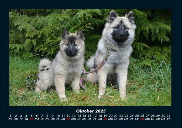 Produktbild: Hundezauber 2025 Fotokalender DIN A4