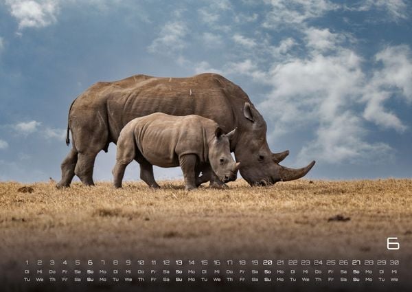 Produktbild: Afrikas Tierwelt - Der Tierkalender - 2027 - Kalender DIN A2