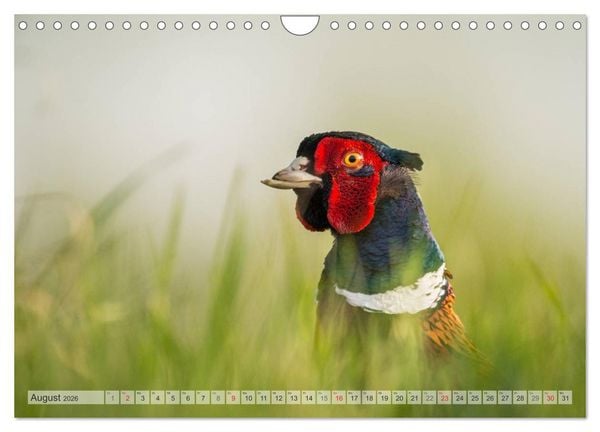 Produktbild: Emotionale Momente: Der Jagdfasan. (Wandkalender 2026 DIN A4 quer), CALVENDO Monatskalender