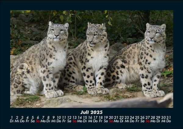 Produktbild: Tiere in der Wildnis 2025 Fotokalender DIN A5