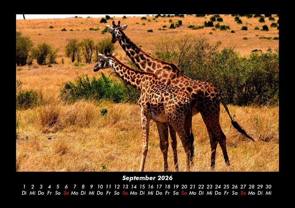 Produktbild: Giraffen 2026 Fotokalender DIN A3
