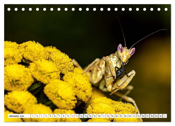 Produktbild: Queens of the Insect World (Desk Calendar 2026 DIN A5 landscape), CALVENDO 12 Month DeskCalendar