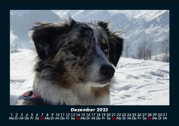 Produktbild: Hunde 2025 Fotokalender DIN A5