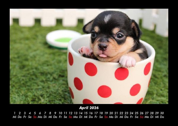Produktbild: Welpen 2026 Fotokalender DIN A3
