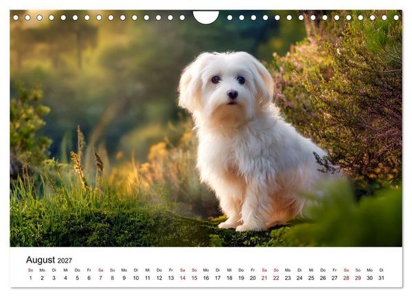 Produktbild: Kleine wei&szlig;e Wunder - ein Jahr mit Maltesern (Wandkalender 2027 DIN A4 quer), CALVENDO Monatskalender