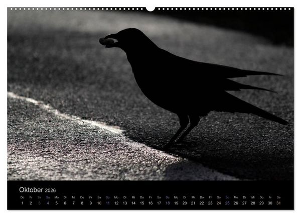 Produktbild: Rabenschwarze Impressionen - meike-ajo-dettlaff.de via wildvogelhlfe.org (hochwertiger Premium Wandkalender 2026 DIN A2 quer), Kunstdruck in Hochglanz