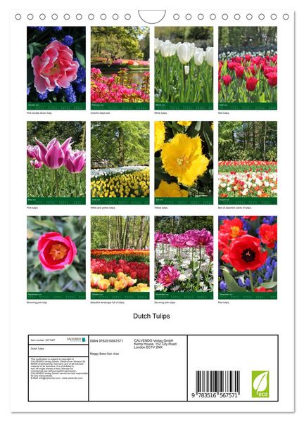 Produktbild: Dutch Tulips (Wall Calendar 2026 DIN A4 portrait), CALVENDO 12 Month Wall Calendar