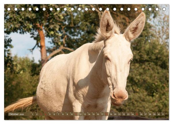 Produktbild: Lichtbringer - &Ouml;sterreichisch-Ungarische Barockesel (Tischkalender 2026 DIN A5 quer), CALVENDO Monatskalender