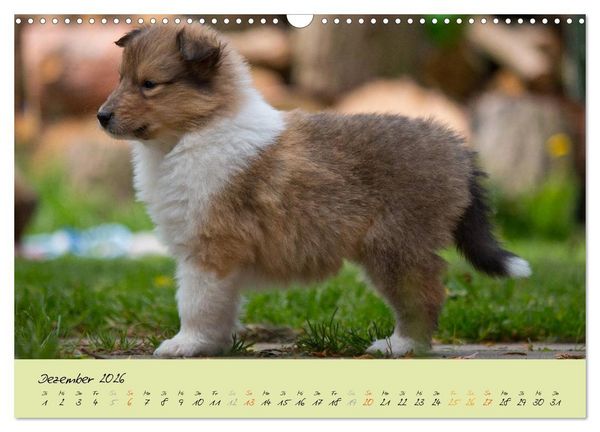 Produktbild: Collie Welpen zum Verlieben (Wandkalender 2026 DIN A3 quer), CALVENDO Monatskalender