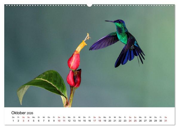 Produktbild: Kolibris - Flugk&uuml;nstler im Regenwald (Wandkalender 2026 DIN A2 quer), CALVENDO Monatskalender