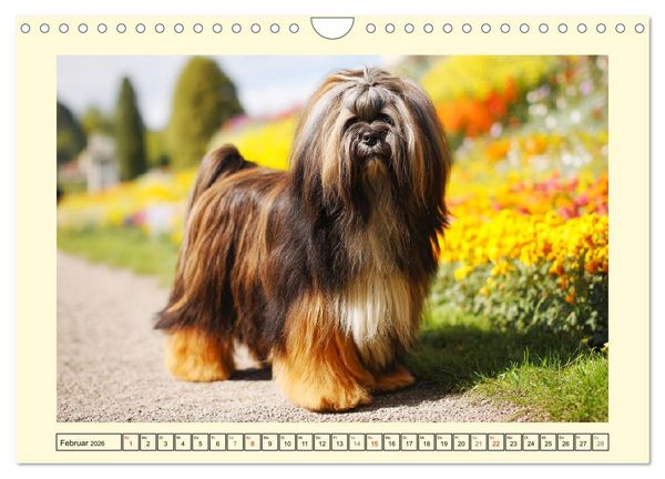 Produktbild: Lhasa Apso Charme. Die kleinen H&uuml;ter des Gl&uuml;cks (Wandkalender 2026 DIN A4 quer), CALVENDO Monatskalender