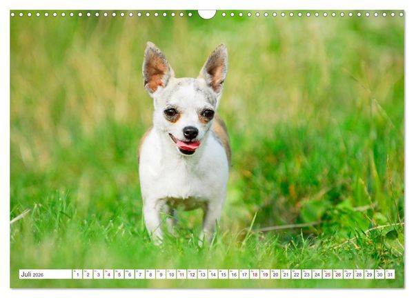 Produktbild: Enegieb&uuml;ndel Chihuahua - Temperament auf vier Pfoten (Wandkalender 2026 DIN A3 quer), CALVENDO Monatskalender