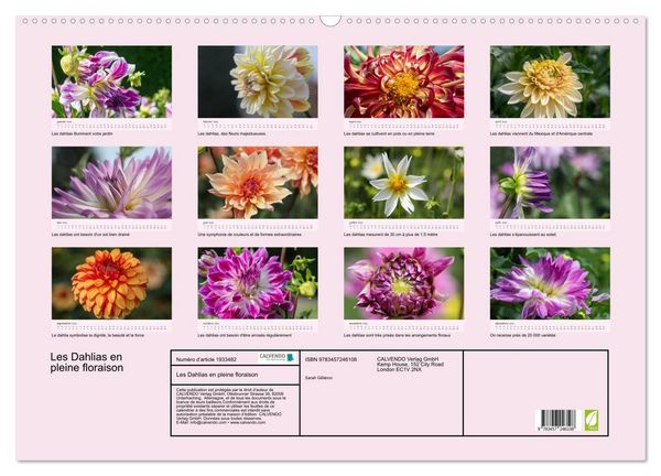 Produktbild: Les Dahlias en pleine floraison (Calendrier mural 2026 DIN A2 vertical), CALVENDO calendrier mensuel