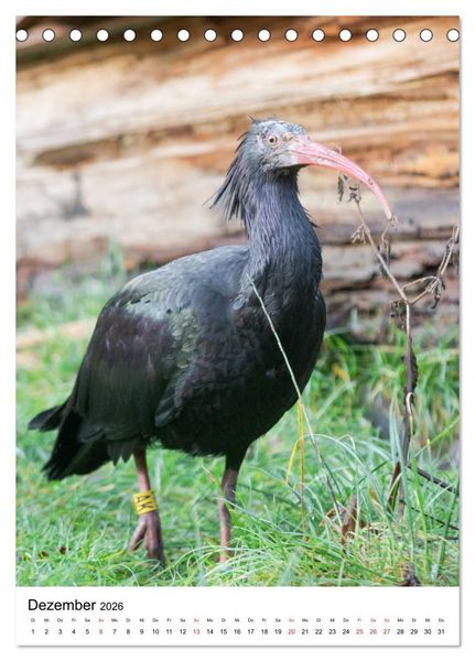 Produktbild: Der Waldrapp - Der etwas andere Vogel (Tischkalender 2026 DIN A5 hoch), CALVENDO Monatskalender