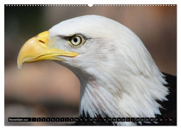 Produktbild: Adler und Greife - K&ouml;nige des Himmels (Wandkalender 2026 DIN A2 quer), CALVENDO Monatskalender