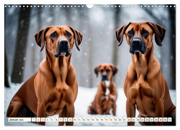 Produktbild: Rhodesian Ridgeback - Athlet mit R&uuml;ckenkamm (Wandkalender 2026 DIN A3 quer), CALVENDO Monatskalender