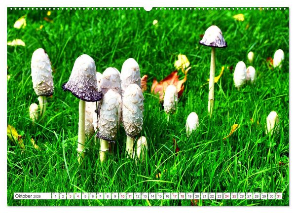 Produktbild: Gr&uuml;nes Paradies - Schlosspark Paffendorf (hochwertiger Premium Wandkalender 2026 DIN A2 quer), Kunstdruck in Hochglanz
