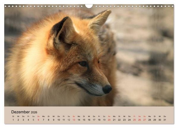 Produktbild: Der Fuchs. Bezaubernder Geselle (Wandkalender 2026 DIN A3 quer), CALVENDO Monatskalender